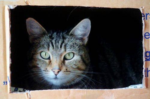 Миссия мяу: Что означает любовь котов к маленьким коробкам - vistanews.ru