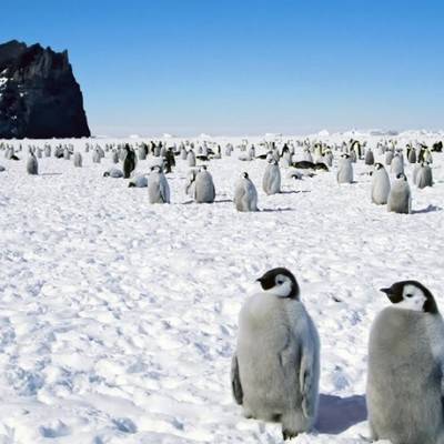 В Антарктиде скоро появятся новые животные и микроорганизмы