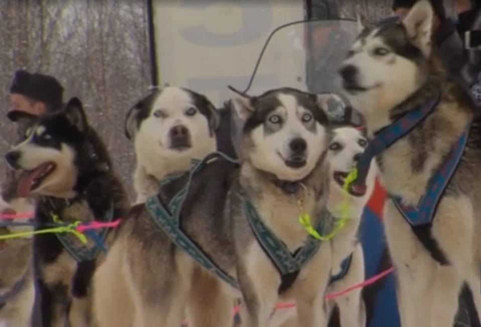 Большая гонка на собачьих упряжках стартовала на Камчатке