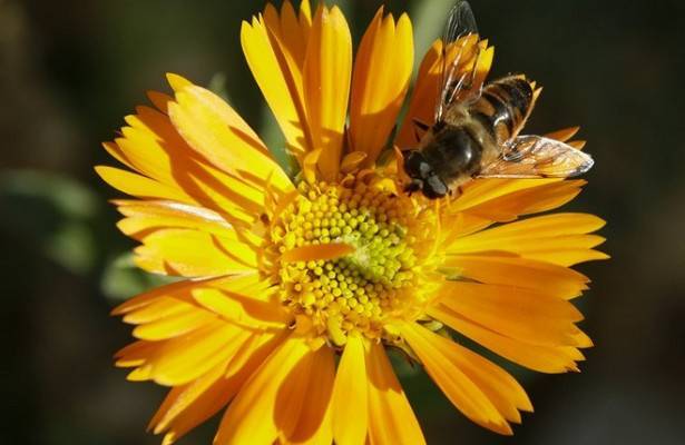 Учёные открыли новый тип воздействия влияния пестицидов на пчёл