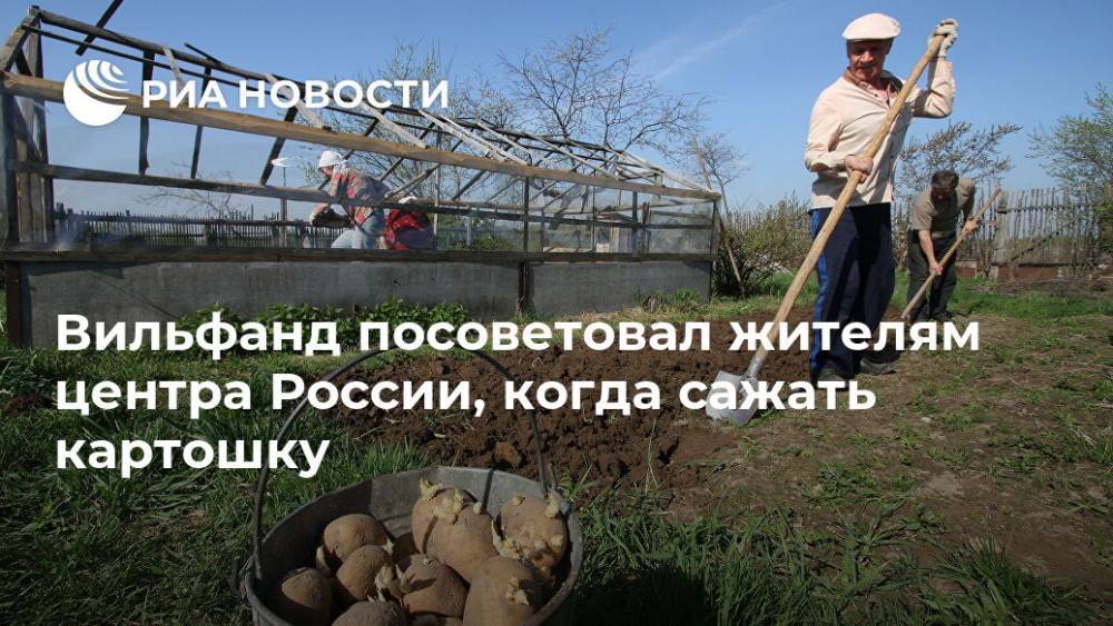 Вильфанд посоветовал жителям центра России, когда сажать картошку