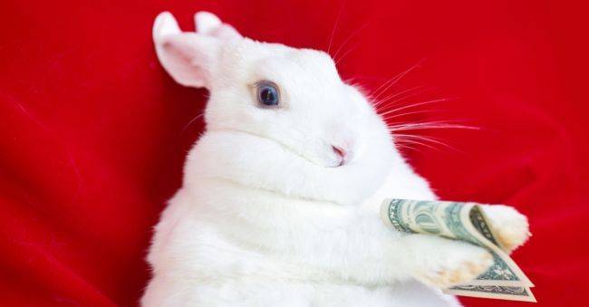 «Белый кролик»: мошенники освоили новый способ воровства денег с карт