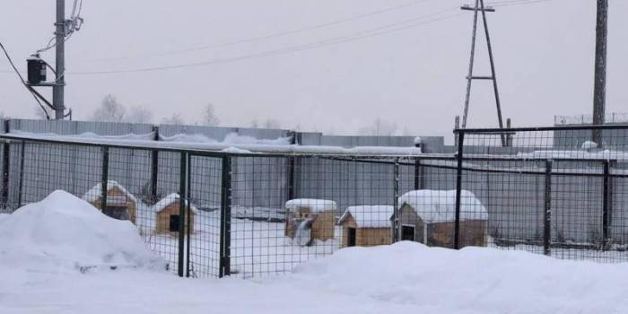 Объяснили обнаружение контейнера в Якутии с десятками трупов животных