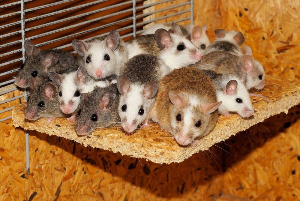 Российские ученые вылечили мышей от рака