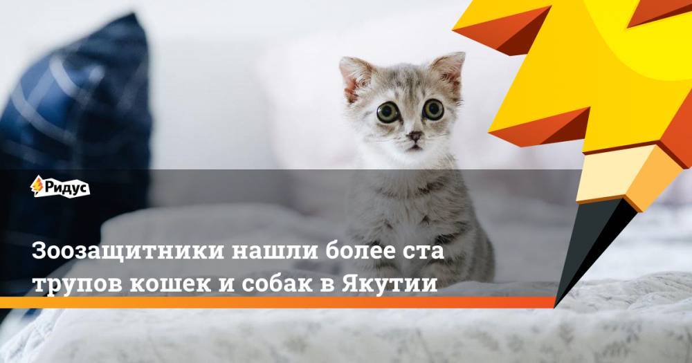 Зоозащитники нашли более ста трупов кошек и собак в Якутии