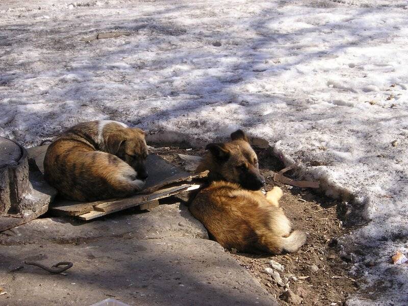 Зоозащитники в Москве придут к посольству Якутии из-за обезглавливания животных