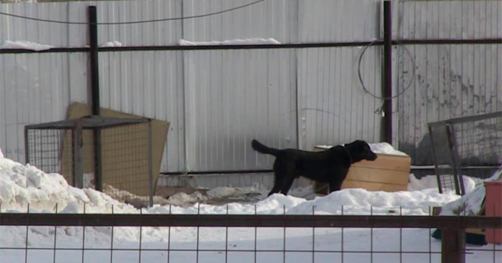 В Якутии пояснили ситуацию с умерщвлением животных из-за бешенства