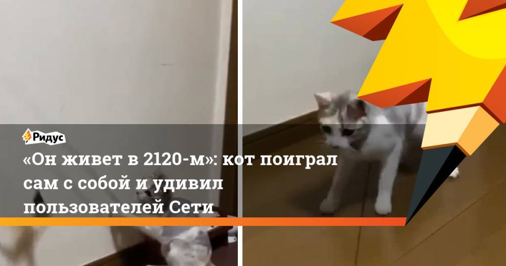 «Он живет в 2120-м»: кот поиграл сам с собой и удивил пользователей Сети