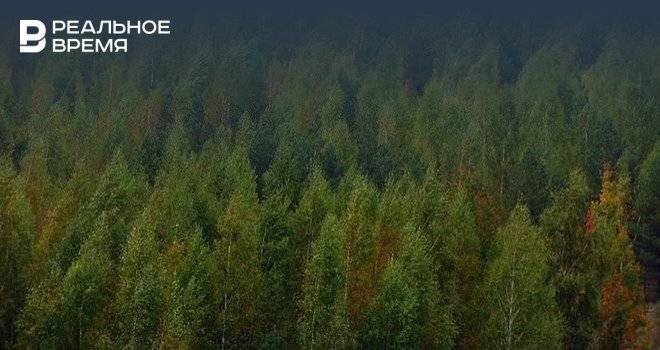 В Татарстане экосертифицированно 95% лесов