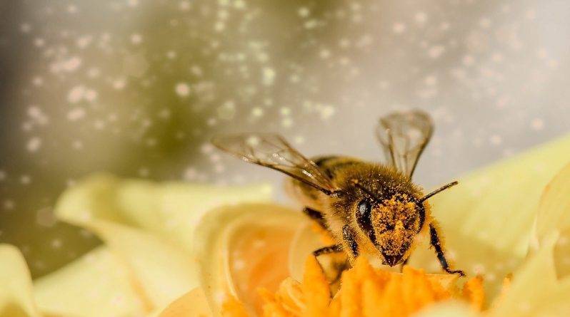Калифорниец спасает пчел и «дает им работу» в плодовых питомниках