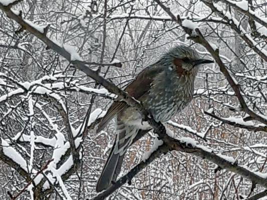 Глобальное потепление: редкая субтропическая птица появилась в Приморье