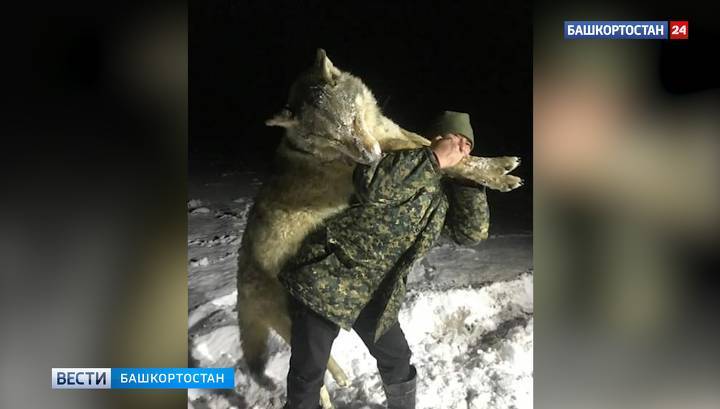 Волка размером с человека застрелили близ башкирского села