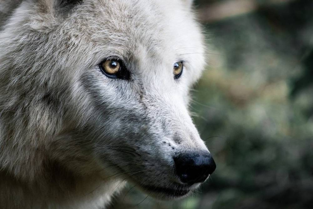 Волка-гиганта застрелили в Башкирии