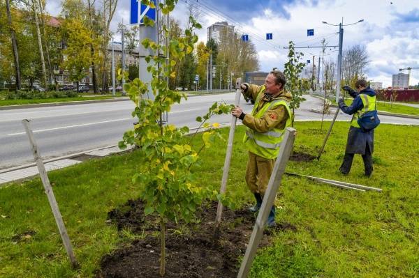 Пермяки высадят более 300 тысяч деревьев в память о погибших солдатах Великой Отечественной войны