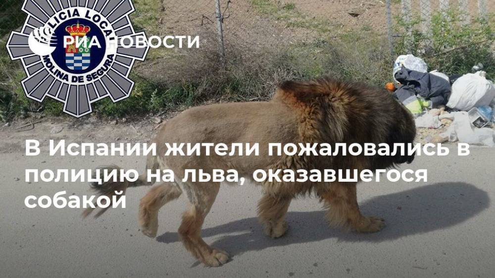 В Испании жители пожаловались в полицию на льва, оказавшегося собакой