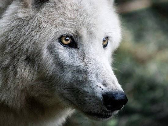 Волка-гиганта застрелили в Башкирии