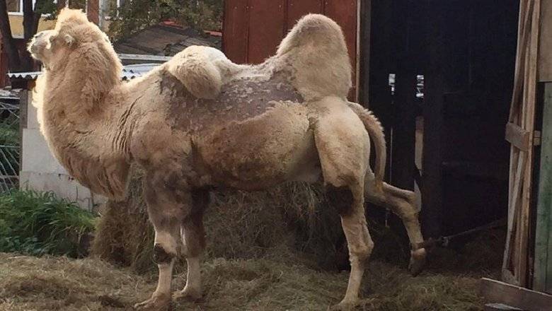 За тюменского верблюда Кешу хотят получить 300 тысяч рублей