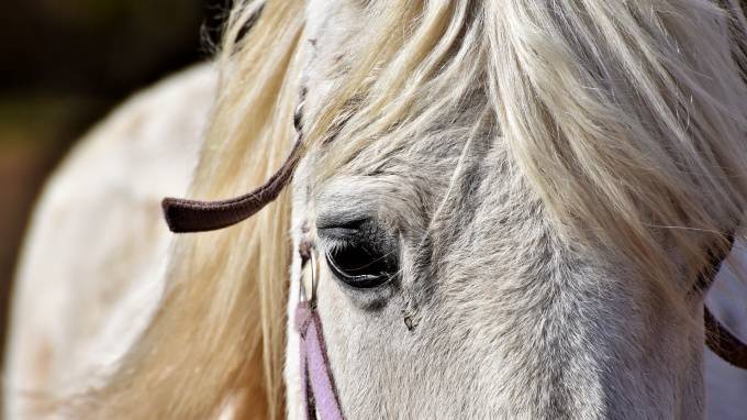 В Петербурге осудят похитительницу породистых лошадей