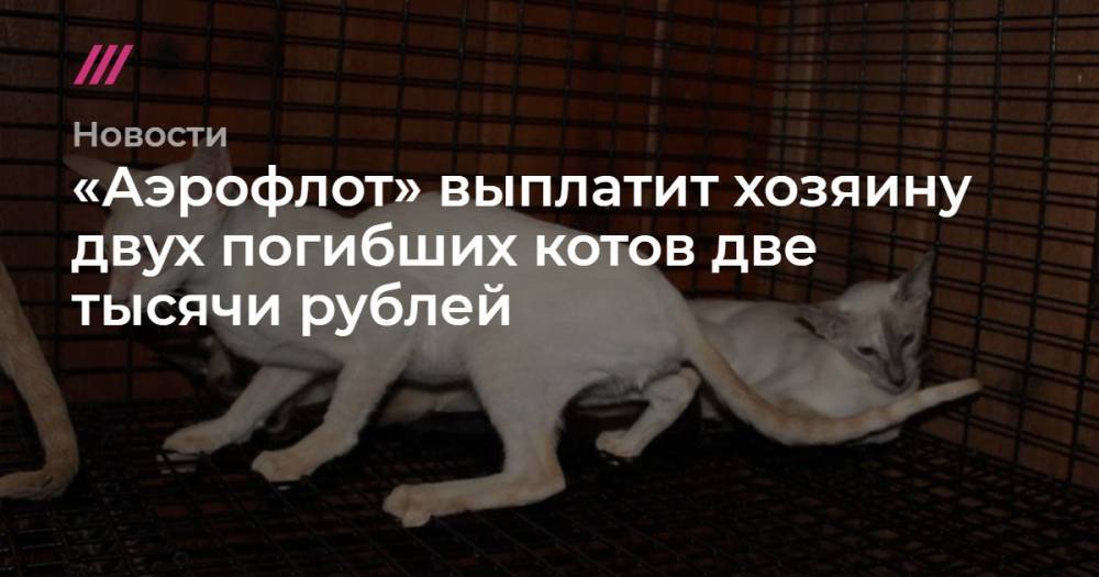 «Аэрофлот» выплатит хозяину двух погибших котов две тысячи рублей