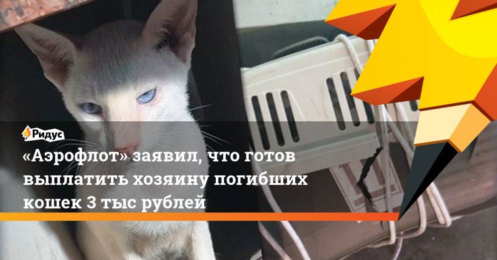 «Аэрофлот» заявил, что готов выплатить хозяину погибших кошек 3 тыс рублей