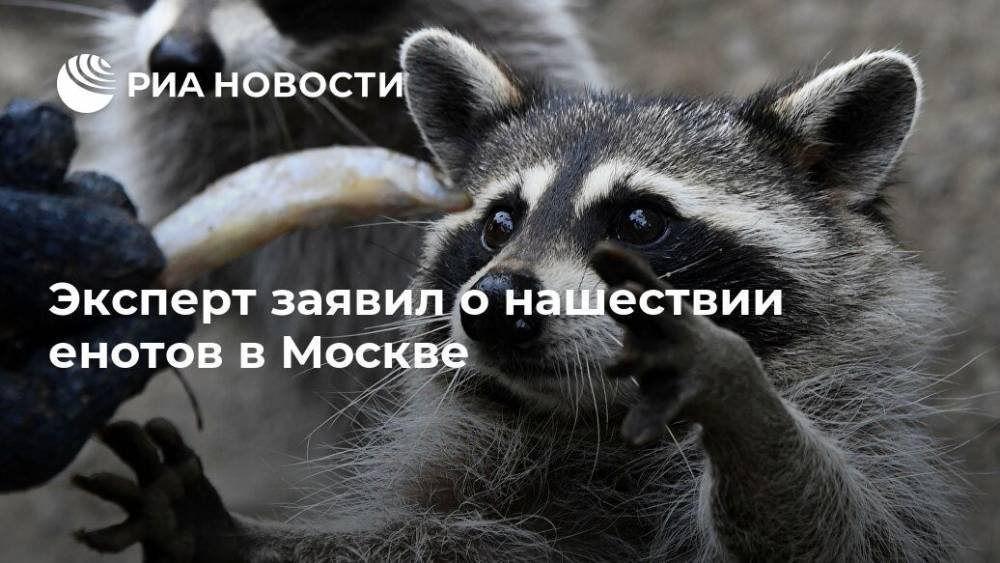 Эксперт заявил о нашествии енотов в Москве