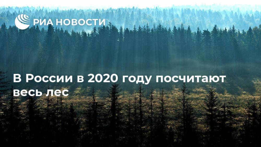 В России в 2020 году посчитают весь лес