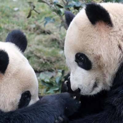 Панды в Московском зоопарке не останутся без бамбука при отмене поставок его из Китая