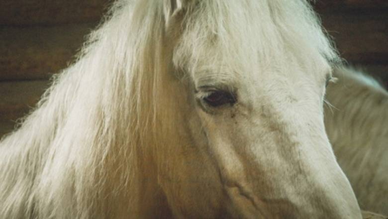 В Тюменской области владельцы лошадей не соблюдают карантин
