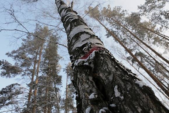 Житель Челябинской области получил условный срок за взятку заму главы лесничества
