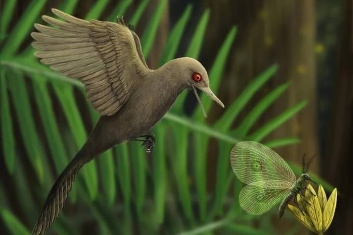 В янтаре ученые нашли череп динозавра-колибри