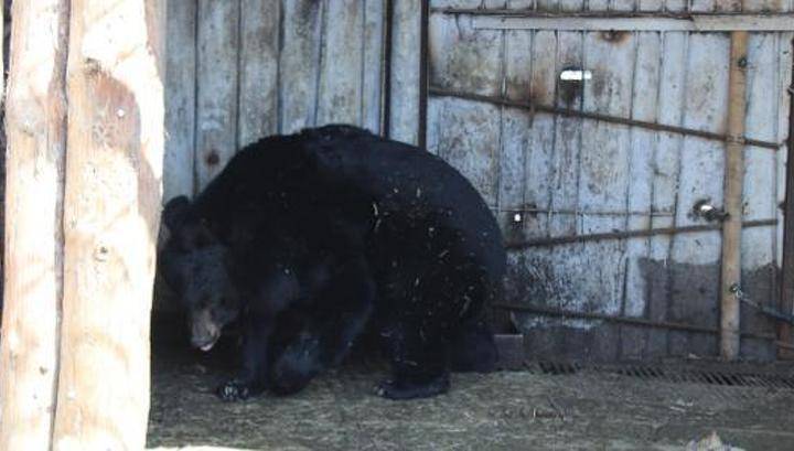 Чавкает, скулит и хрюкает: в Пензенском зоопарке проснулся медведь Балу