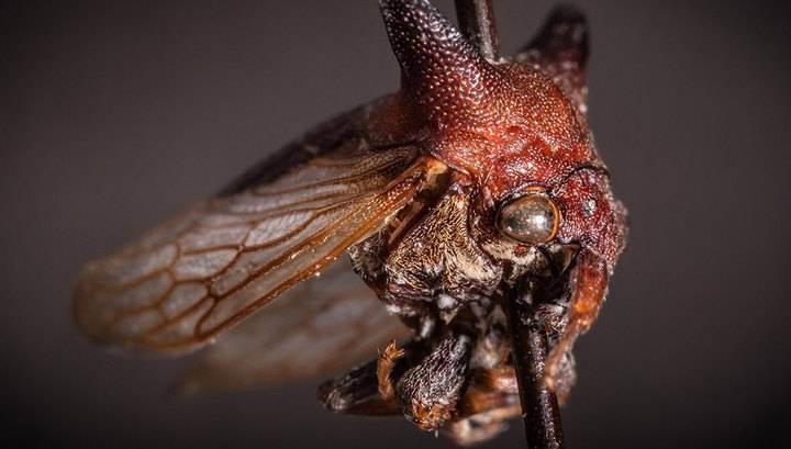 Новый вид тропических жуков назвали в честь Леди Гаги