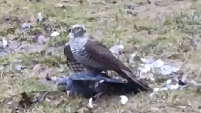 Сапсан растерзал голубя в жилом дворе на Дунайском