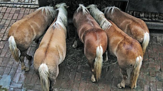 В Ленобласть не пустили шесть тонн кормовых добавок для лошадей