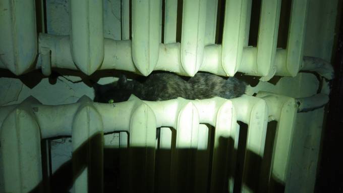 В доме на улице Шотмана домашний кот едва не стал жертвой горячей батареи