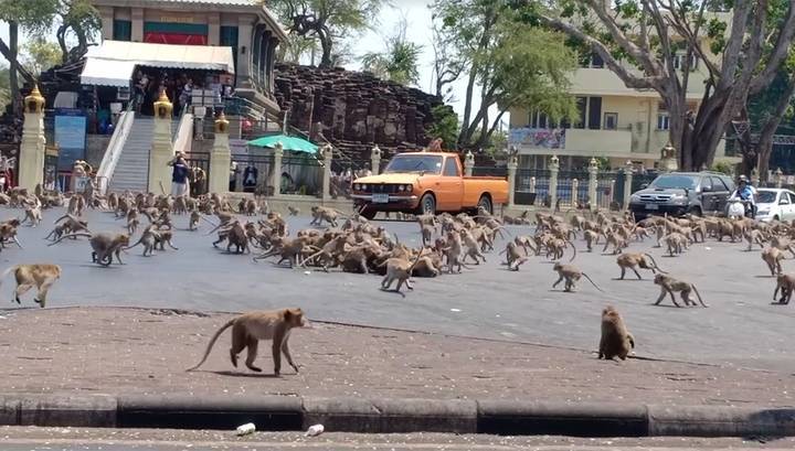В городе обезьян передрались сотни голодных макак-крабоедов