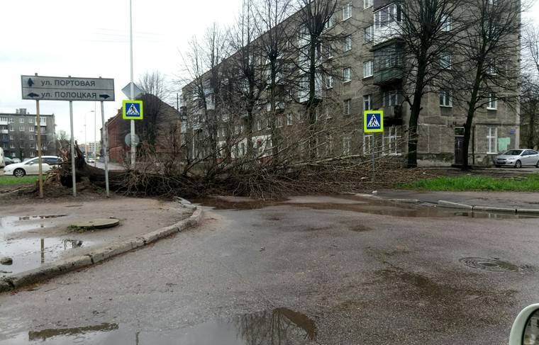 12-летнюю школьницу убило упавшим деревом в Калининградской области