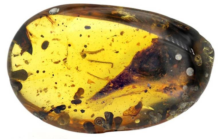 В янтаре нашли таракана возрастом 100 млн лет и его экскременты