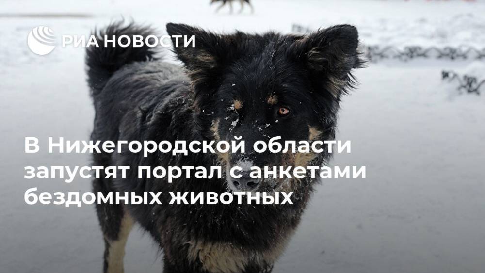 В Нижегородской области запустят портал с анкетами бездомных животных