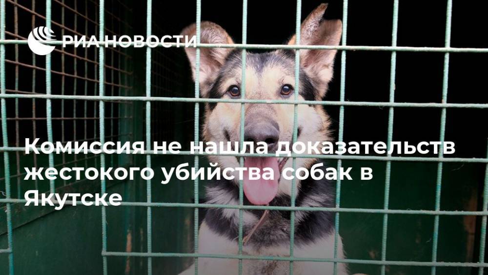 Комиссия не нашла доказательств жестокого убийства собак в Якутске