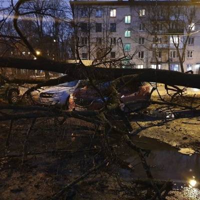 Четыре дерева упали ночью от сильного ветра в Москве