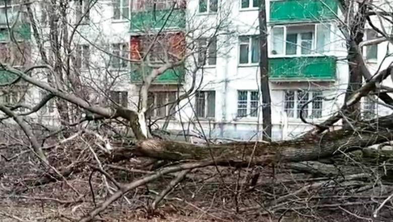 Сильный ветер повалил сотни деревьев в Москве, есть жертвы