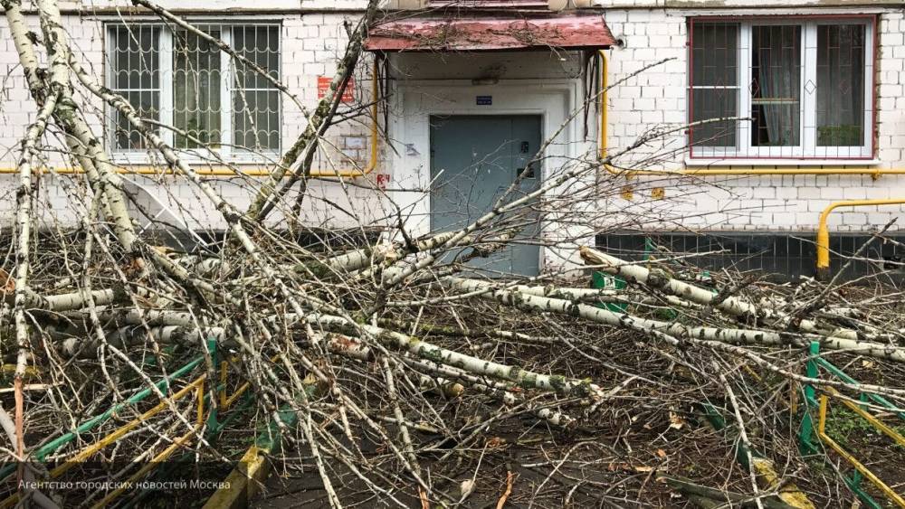 Автомобилист стал жертвой мощного урагана в Москве
