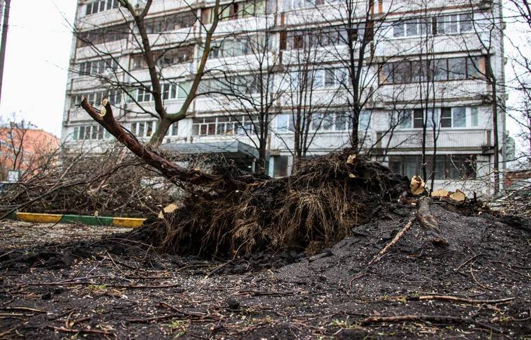Штормовой ветер в Москве повалил сотни деревьев