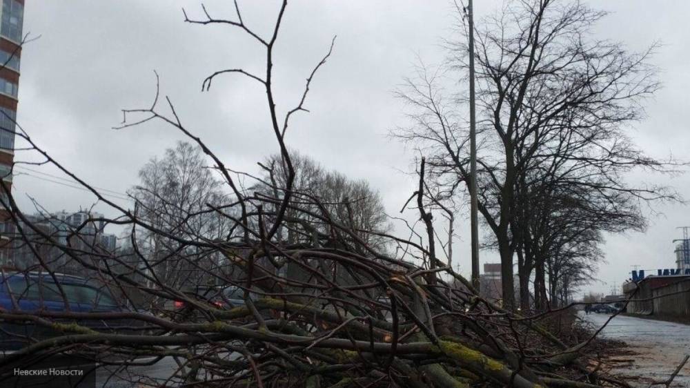 Мощный ветер повалил деревья в Москве, есть пострадавшие