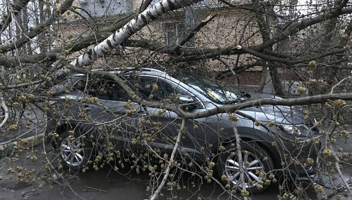 Шторм в Москве: 335 поваленных деревьев, семь пострадавших и один погибший