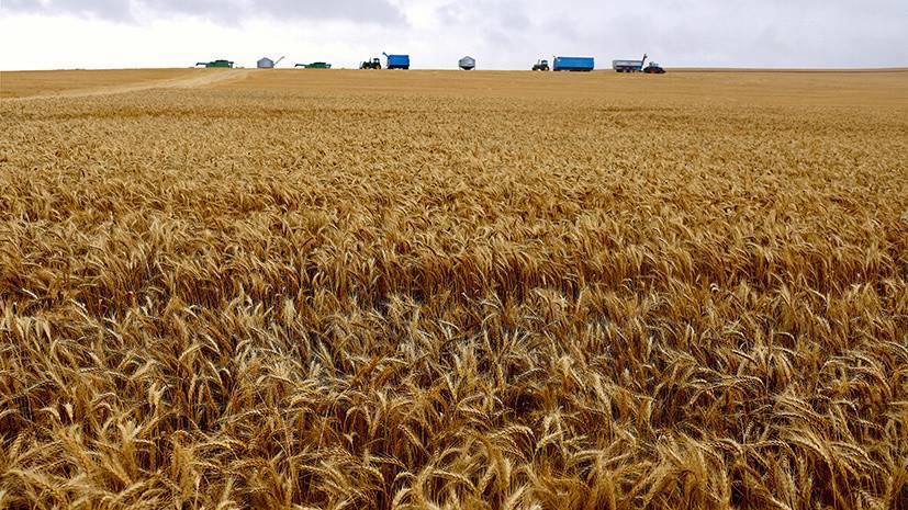 Слабое зерно: почему обвал цен на нефть ударил по мировому рынку пшеницы