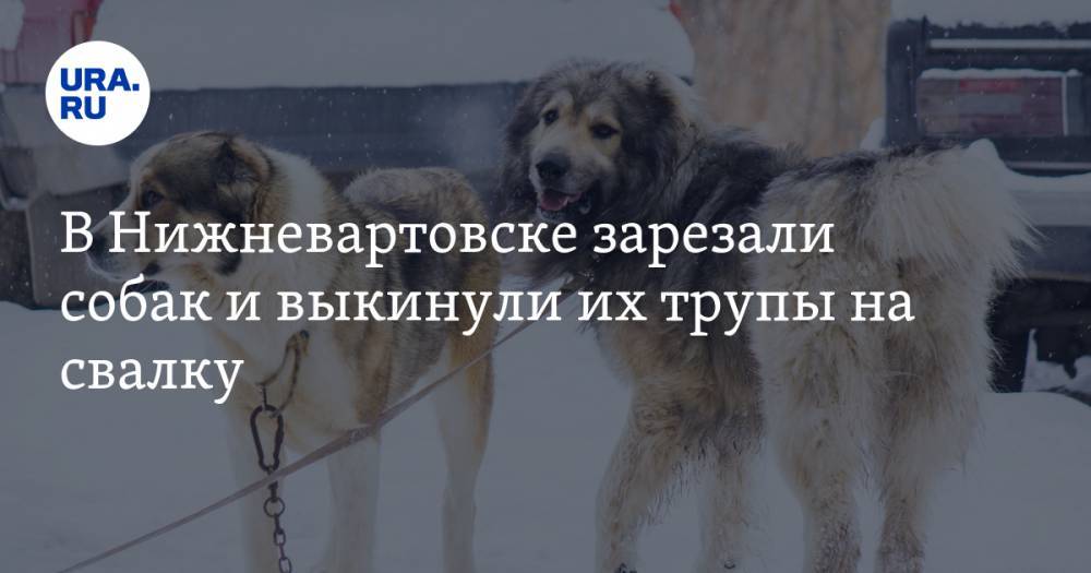 В Нижневартовске зарезали собак и выкинули их трупы на свалку