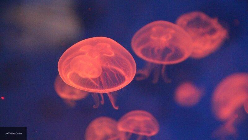 Медузы могут помочь в пересадке человеческой кожи
