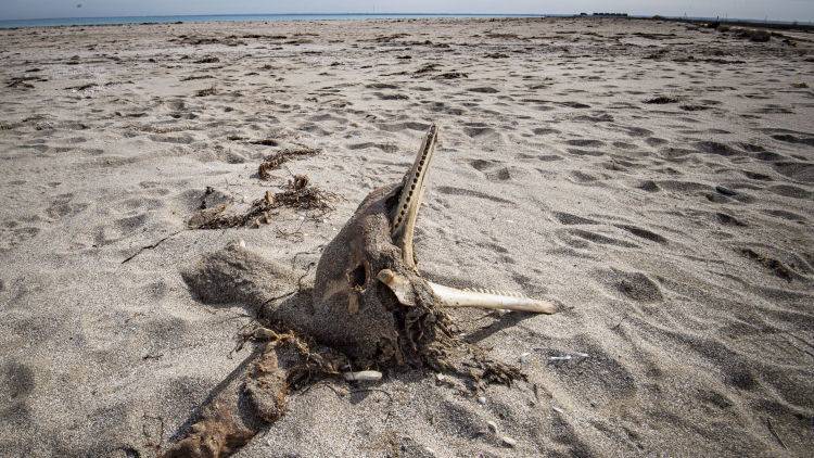 Почему и где в Крыму гибнут дельфины